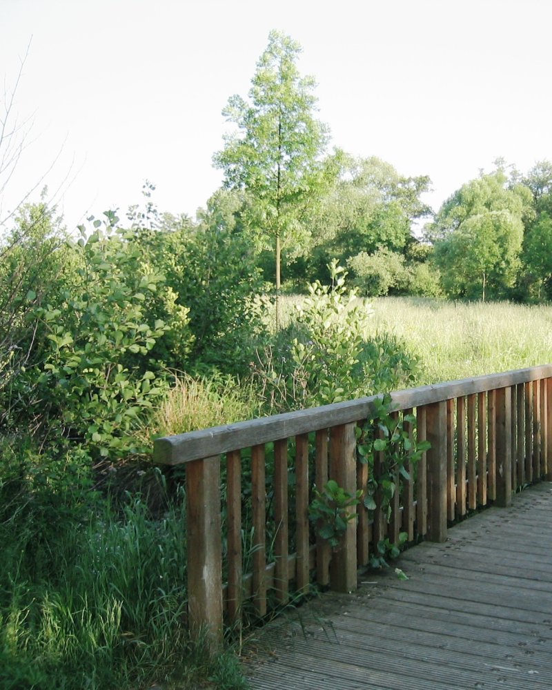 Kinzigaue, Hanau 