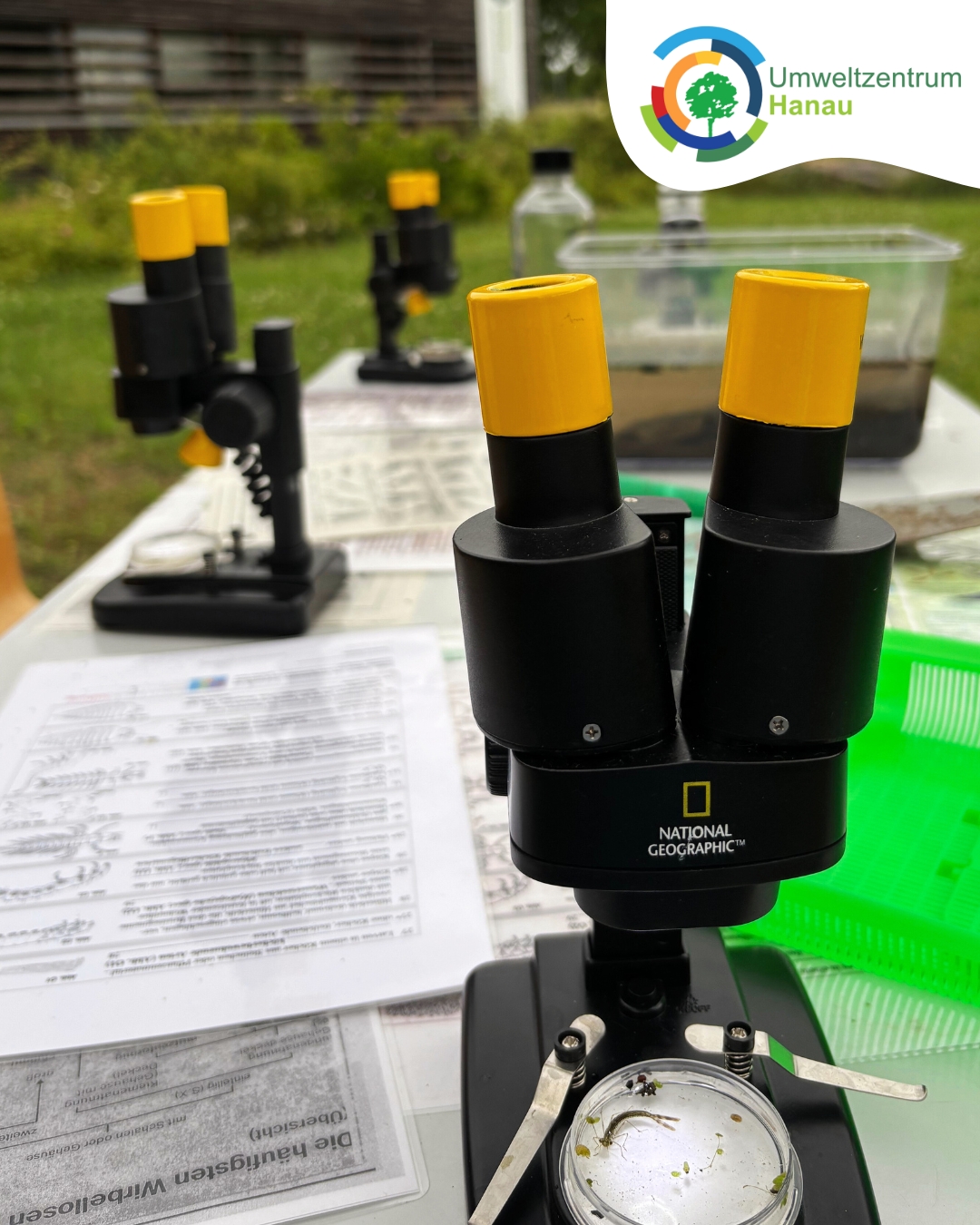 Fließgewässer Familien