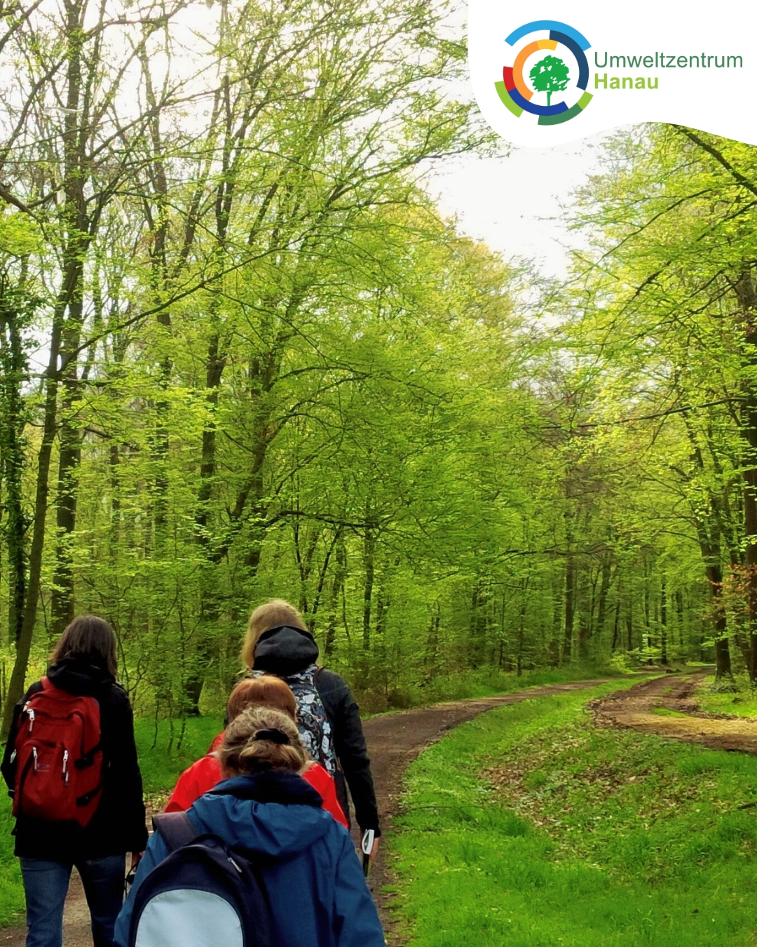 Kräuter im Hirzwald