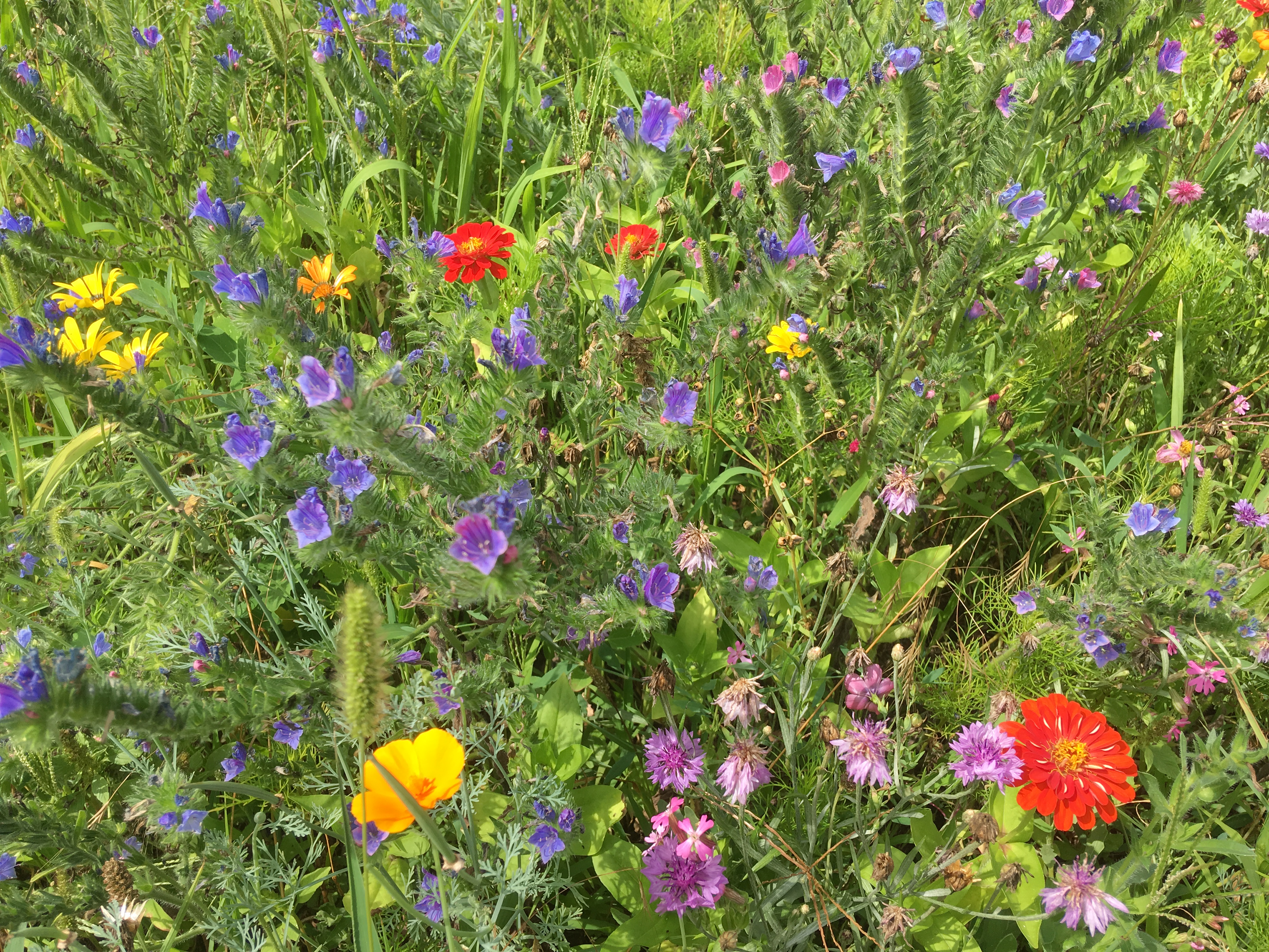 Blumenwiese