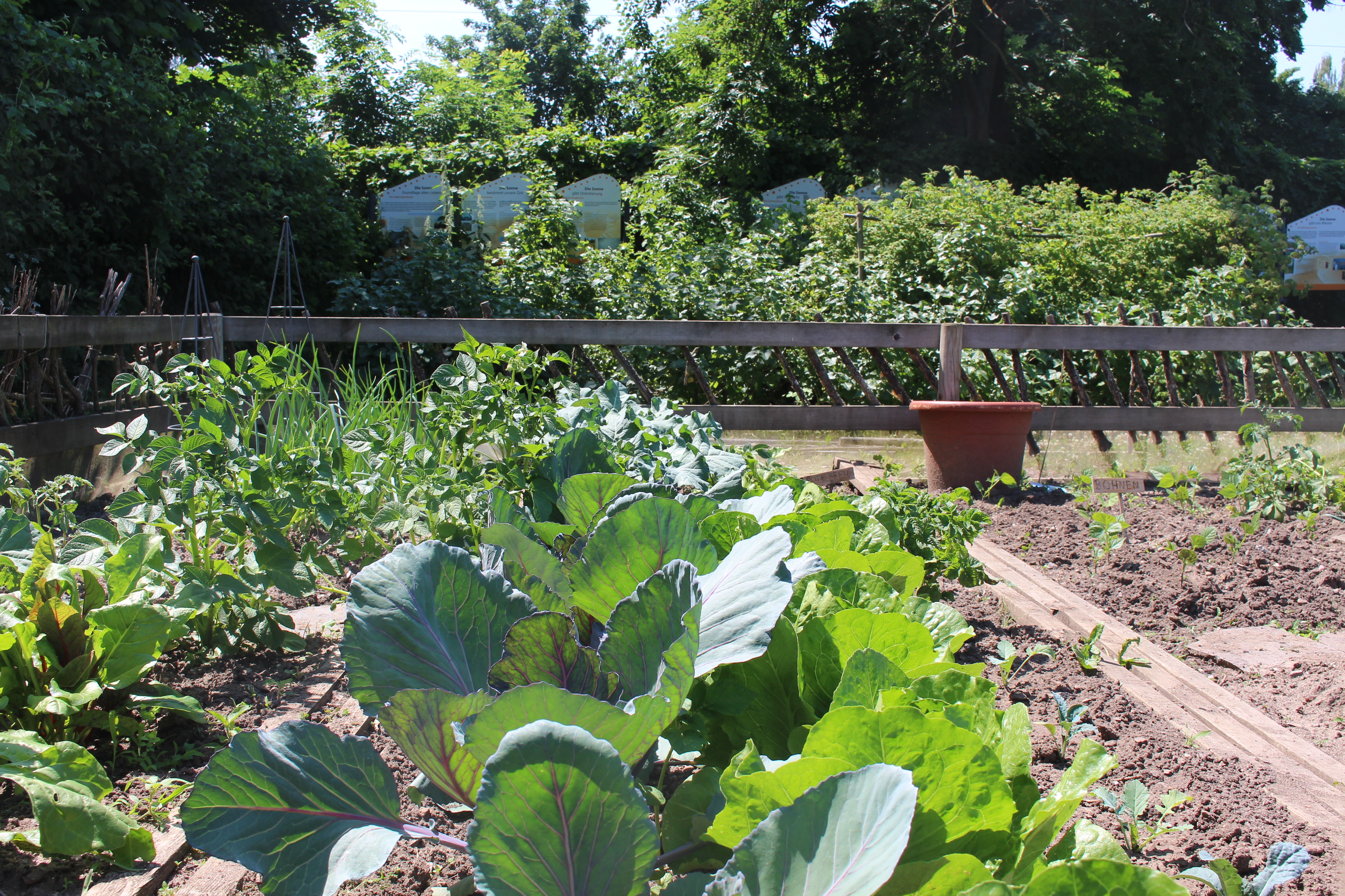 Beet im Garten mit Rotkohl