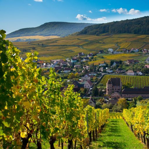 Jakobusweg Elsass Adobestock 296554002 Klein