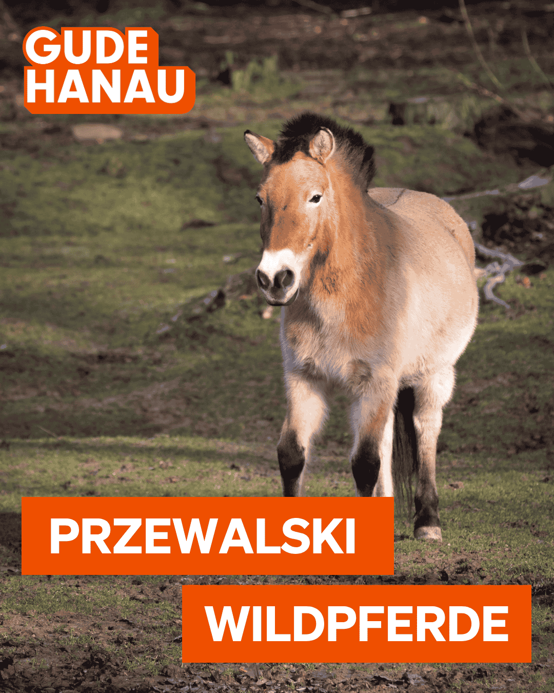 Kachel Przewalski Pferde 2